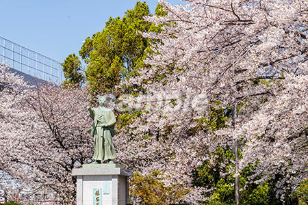 春の桜の木 b0010048PH