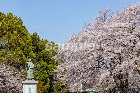 お花見の桜の木 満開、像、緑、青空 b0010050PH