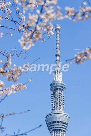 花見のシーン 桜の木、青空 b0010051PH