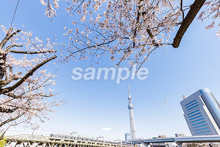 桜の木と鉄橋 b0010055PH