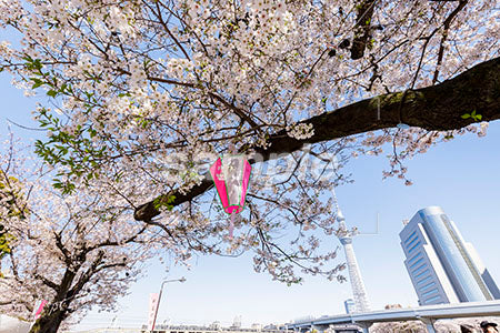 都心の桜の木、ビル b0010056PH