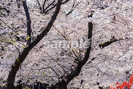 桜がさきほこる b0010059PH