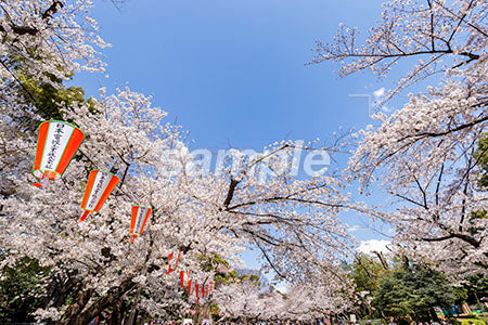 日本の桜と花見のお祭り b0010061PH