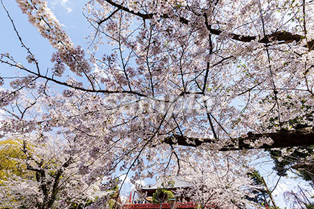 ジャパンの桜と青空 b0010062PH