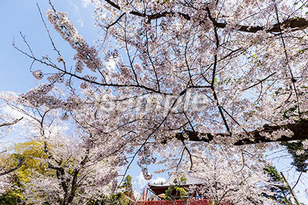 ジャパンの桜の木 b0010063PH