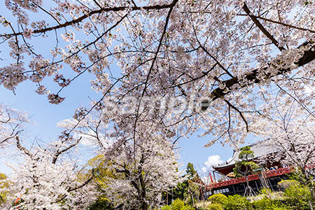 日本の桜の木と緑 b0010064PH