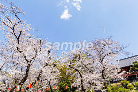 桜の木 青空 b0010065PH