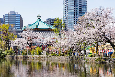 桜の木 満開、緑、河川 b0010066PH