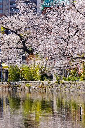 お花見 桜の花 満開、緑、河川、水面 b0010067PH