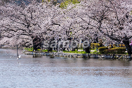 河川と桜 b0010069PH