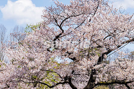 桜の木と空 b0010070PH