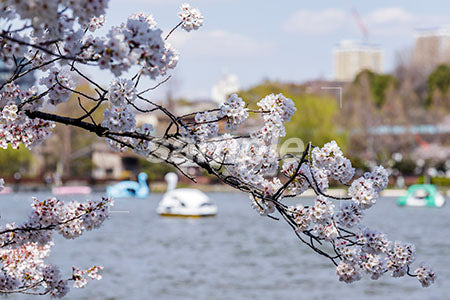 桜と池の船 b0010076PH