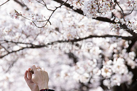 桜を撮影している人 b0010077PH