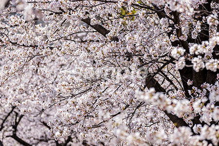 一面の桜の花の満開 b0010078PH