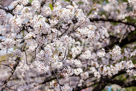 日本の桜の花が満開 b0010079PH