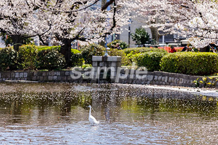 川沿いの桜の木 b0010082PH