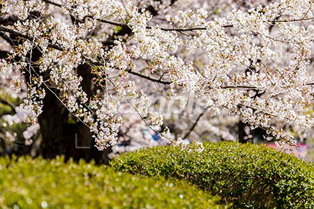 桜の木と花の b0010084PH