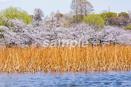 桜と河原 b0010086PH