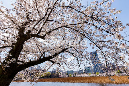 お花見のシーン 桜の木 満開、川沿い、青空 b0010094PH