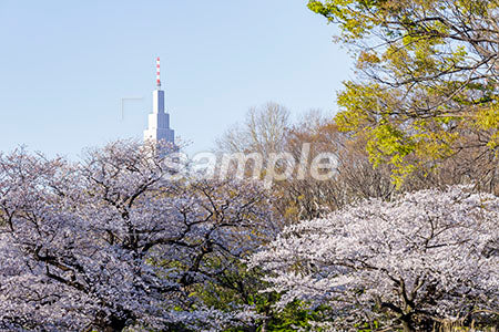 都心のお花見のシーン 桜の木とビル、青空 b0010096PH
