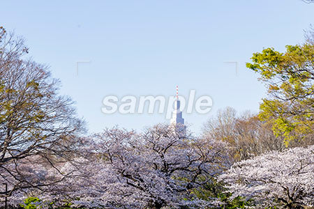 都心のお花見のシーン 桜の木 緑とビル、青空 b0010097PH