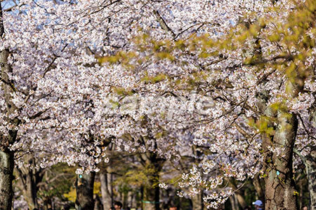 お花見のシーン 桜の木 満開、緑（Japanese cherry tree PH