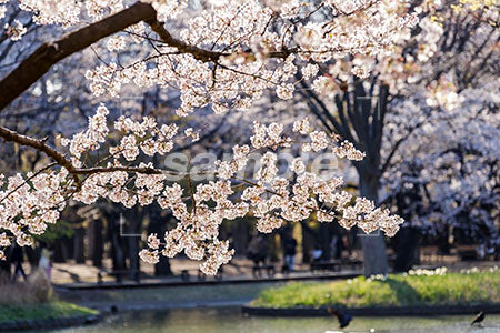 お花見のシーン 桜の木 満開 b0010101PH