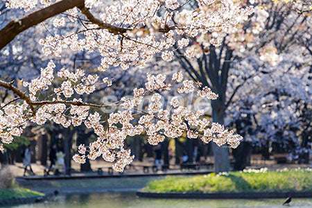 春のお花見のシーン 桜の満開 b0010102PH