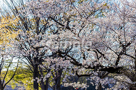お花見のシーン 桜の木 満開、緑、青空 b0010103PH