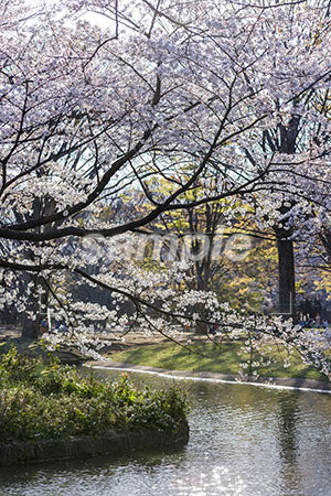 日本の満開桜と池 b0010104PH