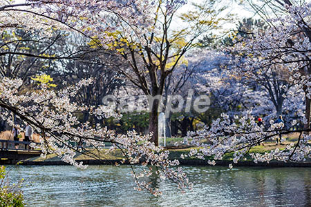 日本の春の池の水辺 b0010105PH