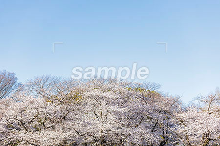 青空と桜 b0010107PH