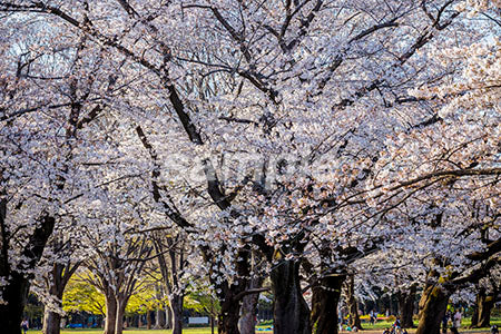 春の桜の木々 b0010110PH