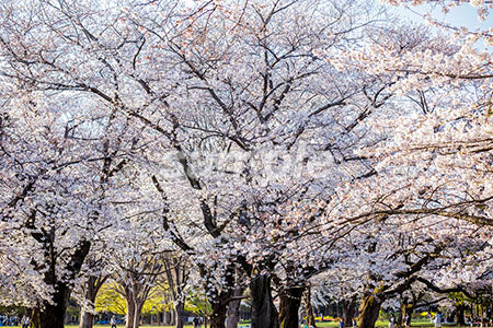 公園と桜の満開（The cherry blossoms in the park japan） b0010111PH