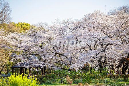 桜が満開、緑、青空 b0010113PH