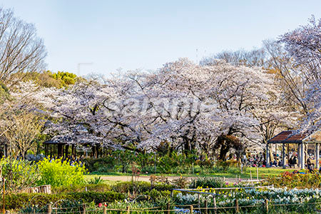 日本の春の風景 b0010114PH
