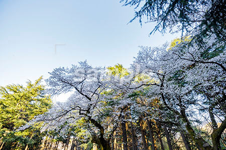 桜の木と白い空 b0010116PH