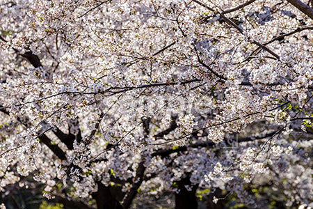 日本の桜の木と満開 b0010118PH