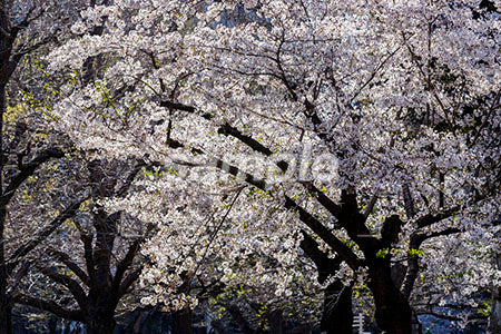 日本の桜の花が満開 b0010119PH