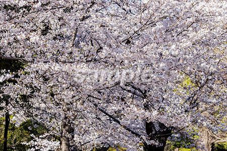 日本の桜と満開 b0010120PH