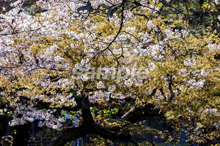 日本の桜の木 満開、緑 b0010121PH