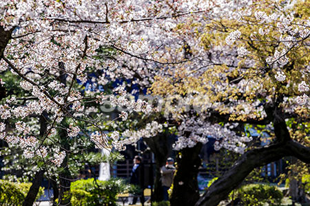 桜の木と花が満開 b0010122PH