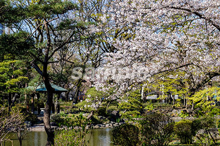 桜と緑の池の風景 b0010124PH