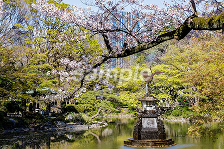 桜の木と池の水面 b0010127PH
