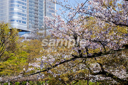 桜の木とビルの背景の青空 b0010128PH