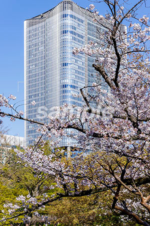 桜の木と背景が建物 b0010129PH
