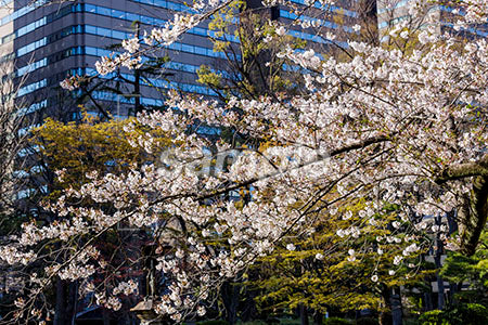 桜の木とビル背景 b0010130PH
