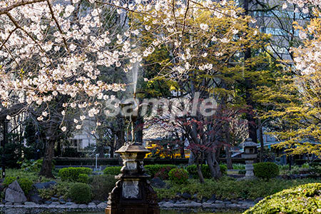 桜の木と緑の噴水 b0010131PH
