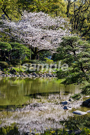 池と桜の木 b0010133PH