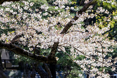 桜の枝と花 b0010134PH